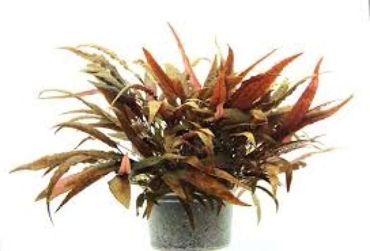 cryptocoryne-affinis-aquariumpflanze-fur-susswasseraquarien-7444