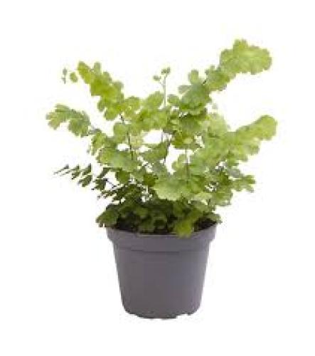 Adiantum 'Fritz Luthi' Terrarienpflanze für Tropenterrarien
