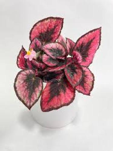 Begonia rex 'Red Kiss' Blattschmuckpflanze für Terrarien