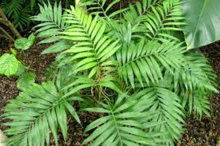 Chamaedorea elegans Bergpalme für Terrarien und Wohnräume