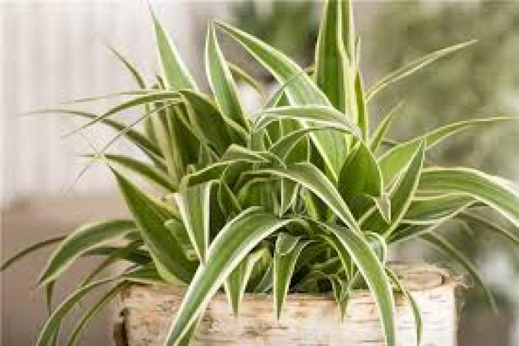Chlorophytum 'Irish' Grünlilie für Terrarien und Wohnräume