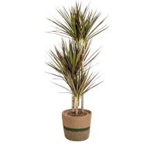 Dracaena 'Magenta Top' Zimmerpflanze für Terrarien und Wohnräume