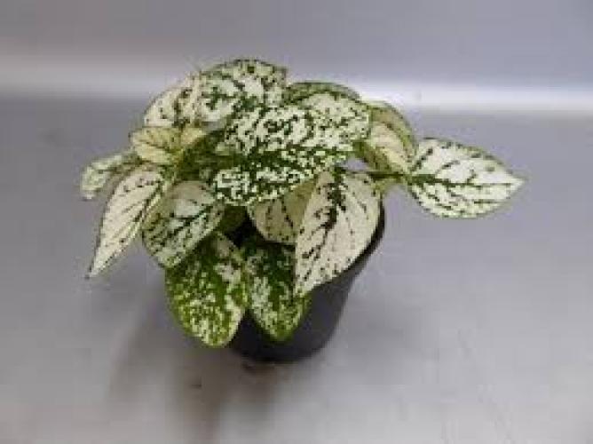 Hypoestes phyllostachya 'White' Punktblume für Terrarien