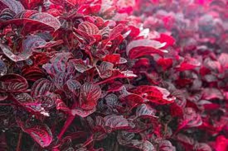 Iresine 'Bloodleaf' Blattschmuckpflanze für Terrarien
