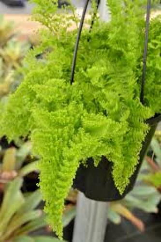 Nephrolepis exaltata 'Cotton Candy' Farn für Terrarien