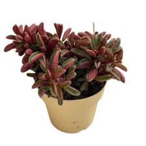 Peperomia 'Fire Sparks®' Blattschmuckpflanze für Terrarien