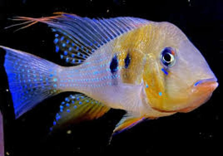 acarichthys-heckelii-heckels-buntbarsch-nz-6-8-cm-sudamerika-7027