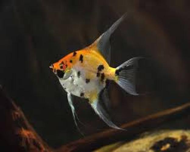 pterophyllum-scalare-koi-xl-koi-skalar-fur-hohe-aquarien-164332