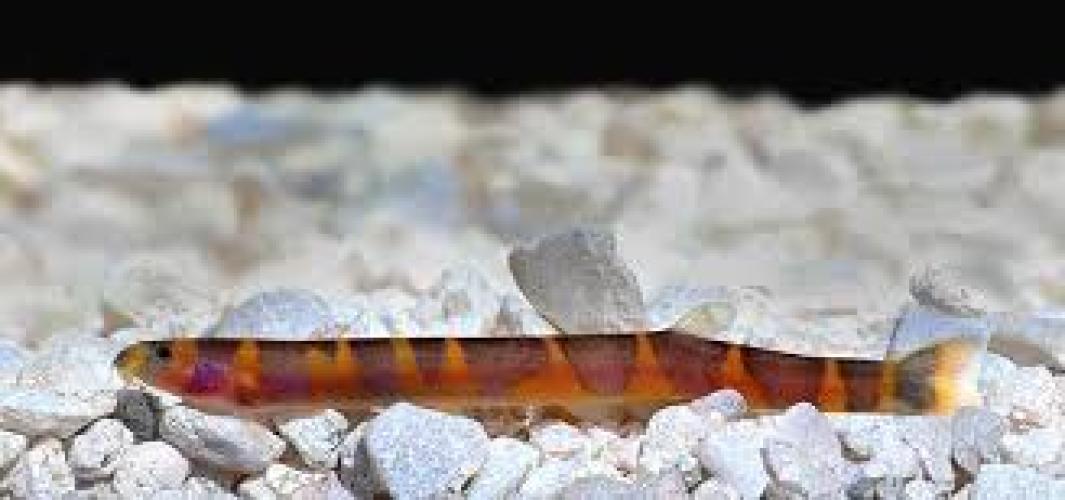 pangio-kuhlii-dornauge-friedlicher-bodenfisch-furs-aquarium-147455