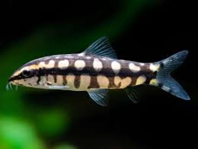 ambastaia-sidthimunki-schachbrettschmerle-fur-aquarien-5763