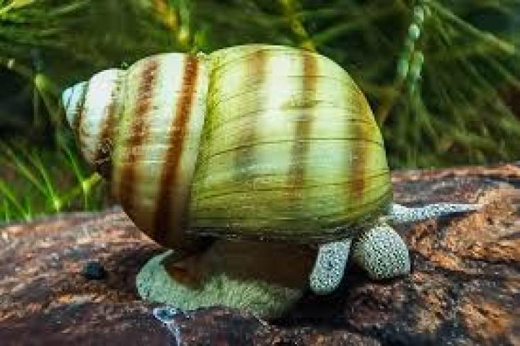 viviparus-viviparus-sumpfdeckelschnecke-fur-teich-und-aquarium-145940