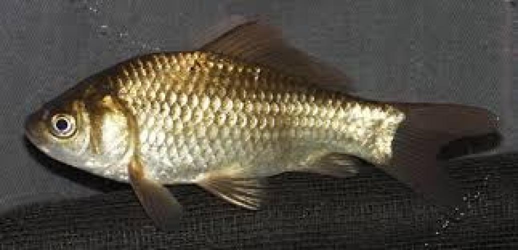 carassius-auratus-messinggold-6-7-cm-fur-teich-aquarium-164333