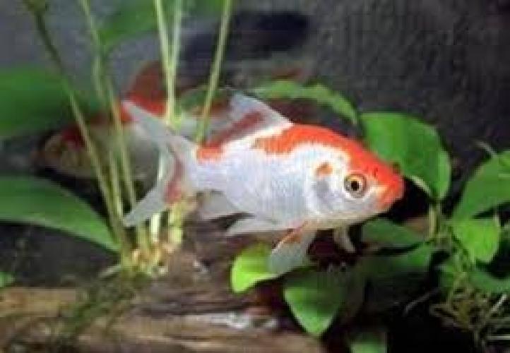 sarasa-goldfisch-rot-weiss-nz-5-6-cm-carassius-auratus-6626