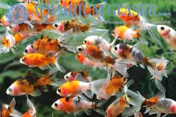 shubunkin-goldfisch-carassius-auratus-fur-gartenteich-143310