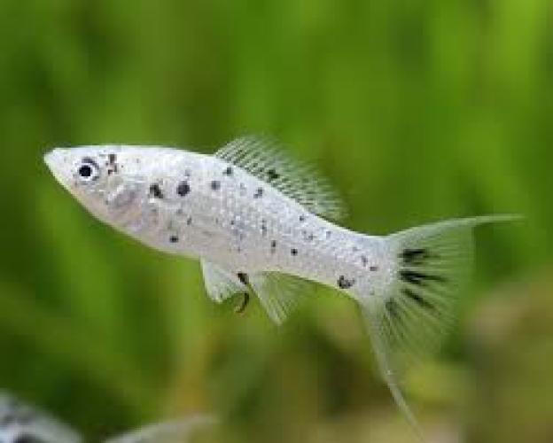 riesenmolly-dalmatiner-lyretail-nz-4-5-cm-poecilia-latipinna-6481