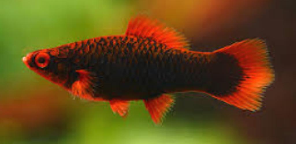 alpha-schwerttrager-xiphophorus-hellerii-furs-aquarium-164334