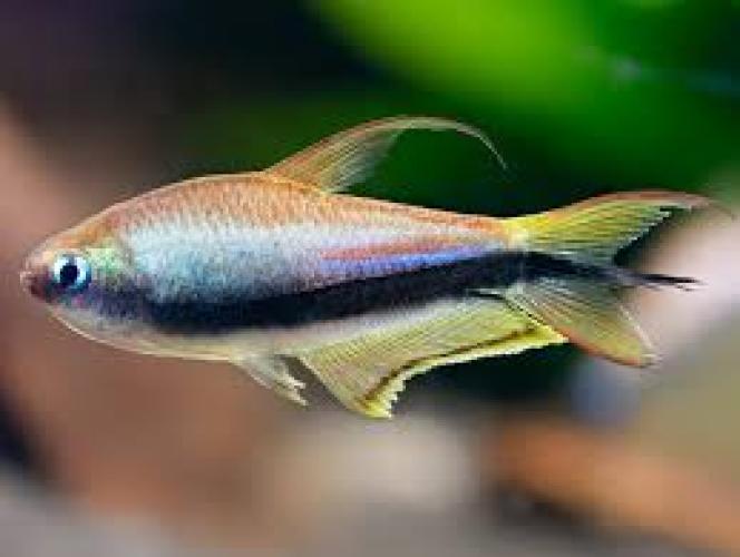 kaisersalmler-nematobrycon-palmeri-furs-aquarium-164335