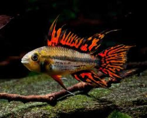 kakadu-zwergbuntbarsch-doppelrot-dnz-25-4-cm-133838
