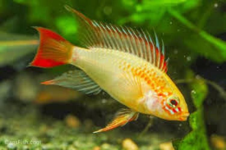 apistogramma-macmasteri-gold-villavicencio-zwergbuntbarsch-164336