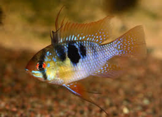 schmetterlingsbuntbarsch-asia-form-mikrogeophagus-ramirezi-164337