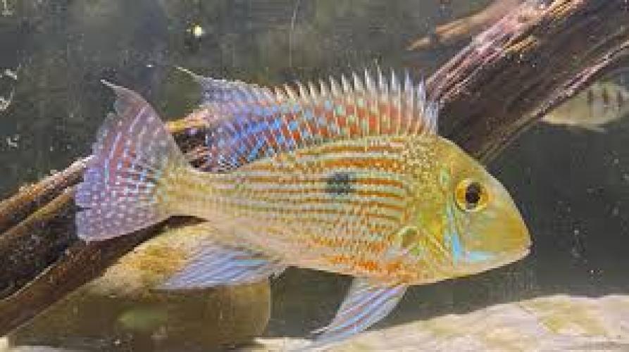 geophagus-sveni-rio-araguaia-svens-erdfresser-furs-aquarium-7018