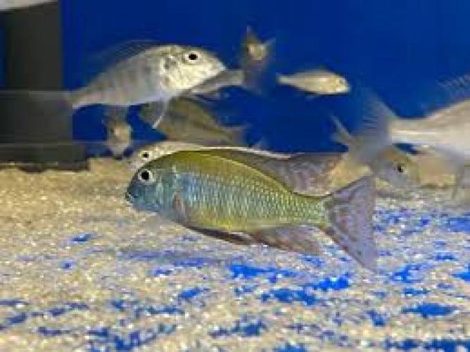 lethrinops-albus-kande-island-malawisee-sandbuntbarsch-164341