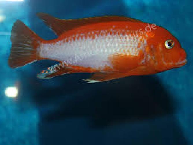 labidochromis-red-sunflower-malawisee-buntbarsch-164342