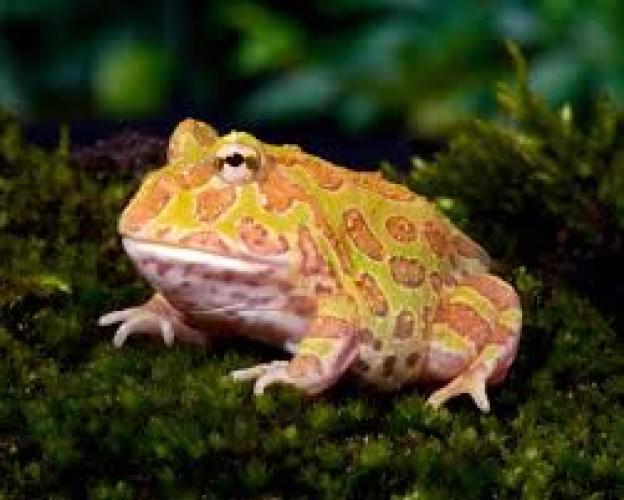 cranwelli-schmuckhornfrosch-albino-cb-ceratophrys-cranwelli-164343