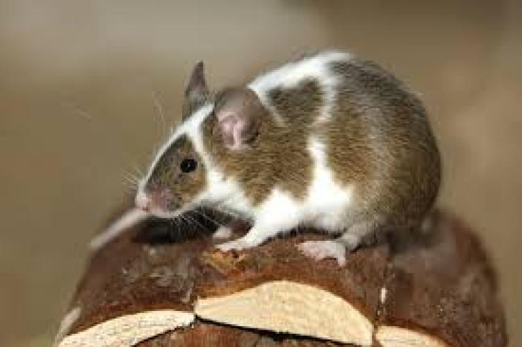 farbmaus-mus-musculus-domesticus-als-heimtier-164345