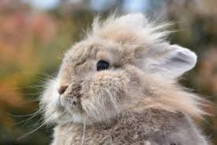lowenkopfkaninchen-oryctolagus-cuniculus-als-heimtier-164346