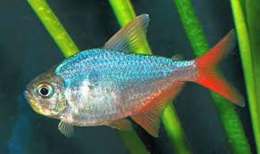 rot-blauer-kolumbianer-salmler-moenkhausia-columbiana-164349