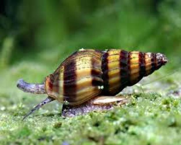 raubturmdeckelschnecke-wf-anentome-helena-1-15-cm-5626