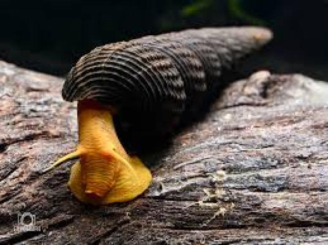 tylomelania-sp-datz-orange-sulawesi-felsenschnecke-162540