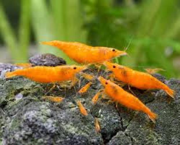 orange-sakura-garnele-dnz-neocaridina-davidi-15-2-cm-5666