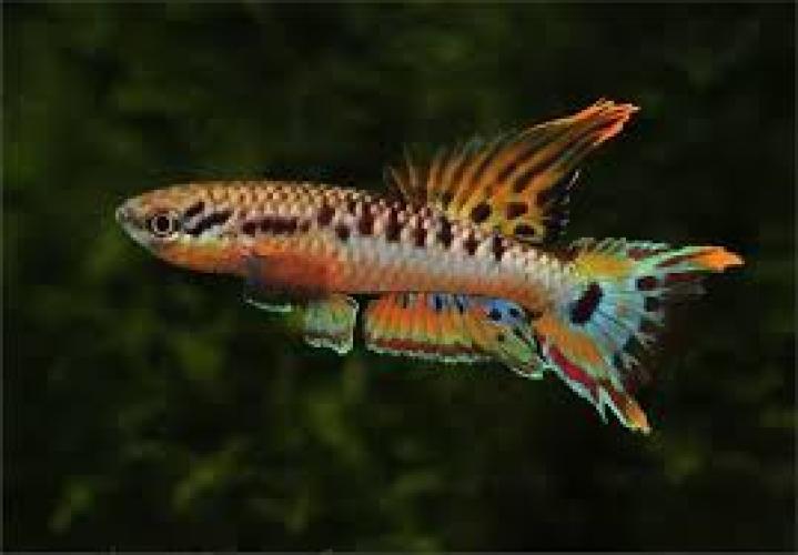 aphyosemion-bivittatum-funge-gebanderter-prachtkarpfling-164419