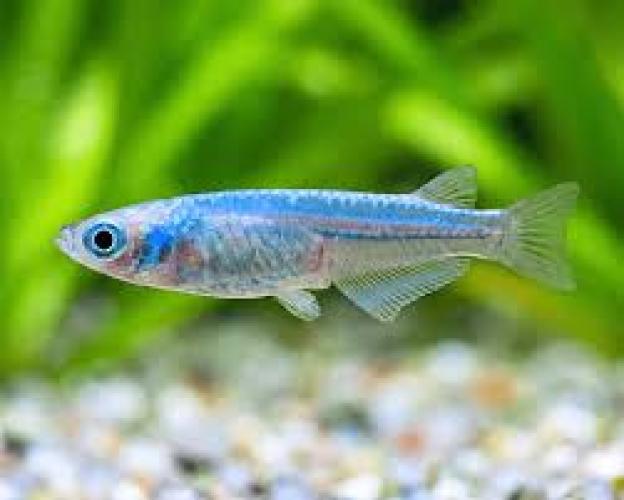 oryzias-latipes-blue-miyuki-blauer-medaka-reisfisch-6586