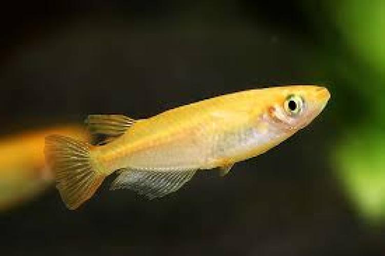 oryzias-latipes-calico-bunter-medaka-reisfisch-164420