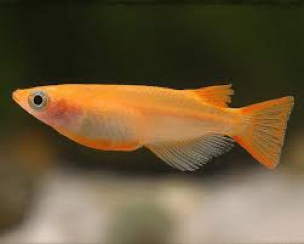 oryzias-latipes-halfmoon-super-orange-medaka-reisfisch-164421