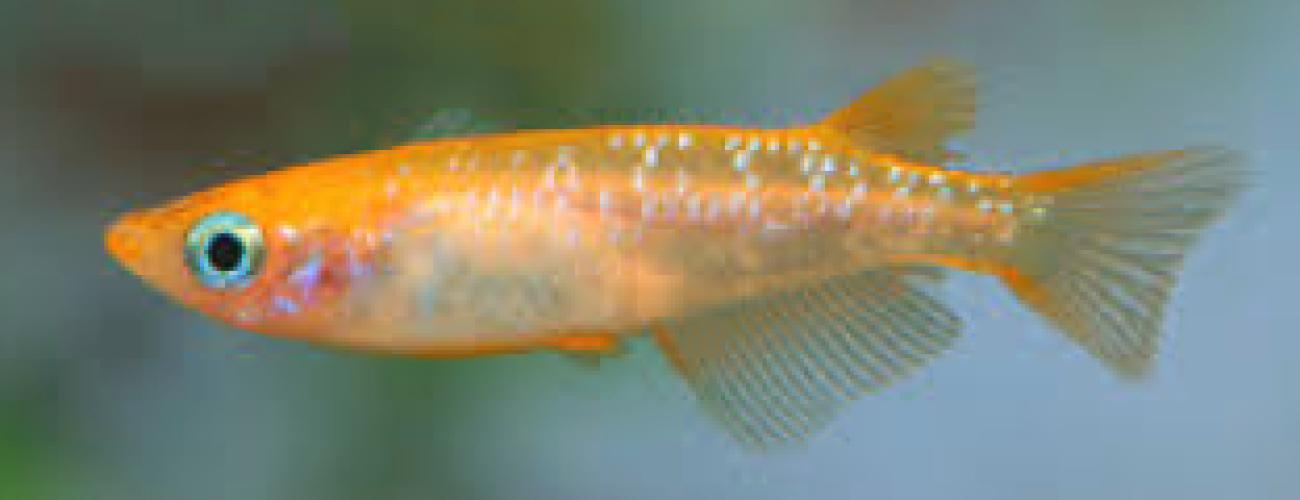 oryzias-latipes-nishiki-japanischer-medaka-reisfisch-164422