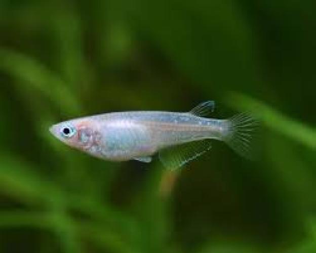japanischer-reisfisch-platinum-white-dnz-oryzias-latipes-6590