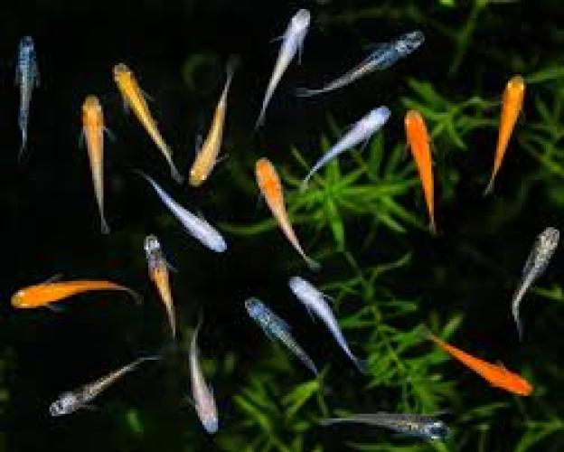oryzias-latipes-fancy-color-mix-japanischer-reisfisch-164424
