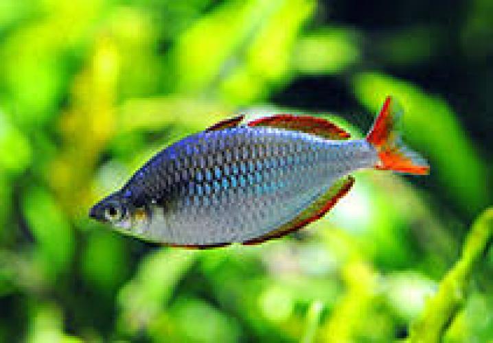 diamantregenbogenfisch-nz-melanotaenia-praecox-xl-6503