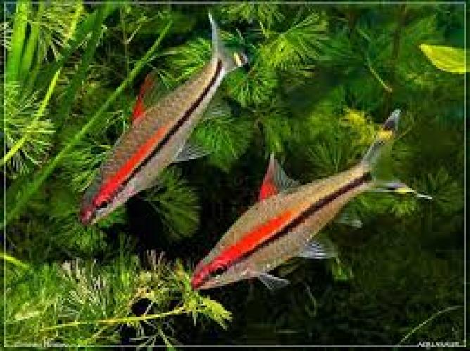 denisonbarbe-sahyadria-denisonii-fur-grosse-aquarien-147453