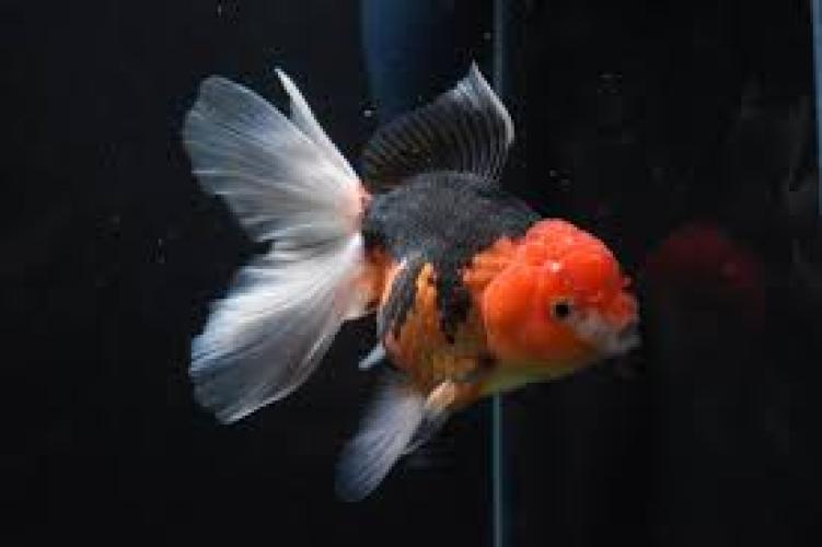 oranda-tri-colour-carassius-auratus-schleierschwanz-164428