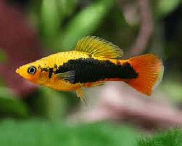 papageienplaty-hawaii-highfin-nz-xiphophorus-variatus-6543