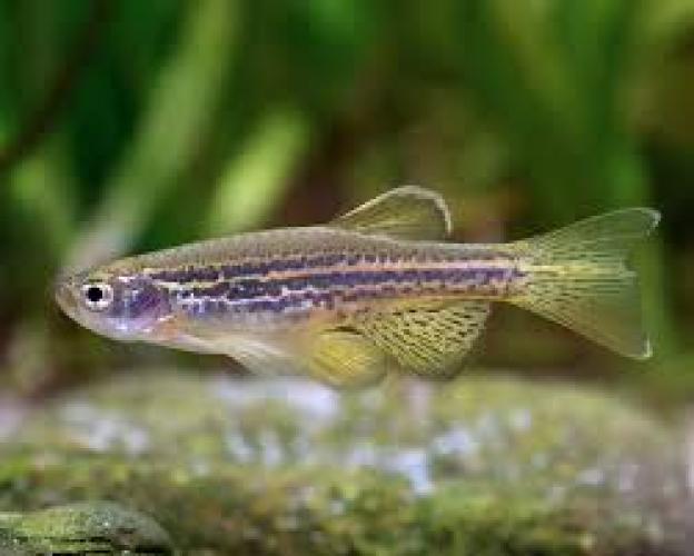 leopardbarbling-danio-frankei-fur-susswasseraquarien-146288