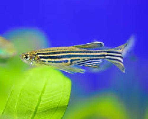 zebrabarbling-nz-danio-rerio-3-4-cm-fur-aquarien-5907