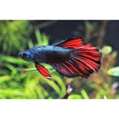 kampffisch-mannchen-halbmond-schwarzrot-nz4-6cm-betta-splendens-male-halfmoon-black-devil-6382