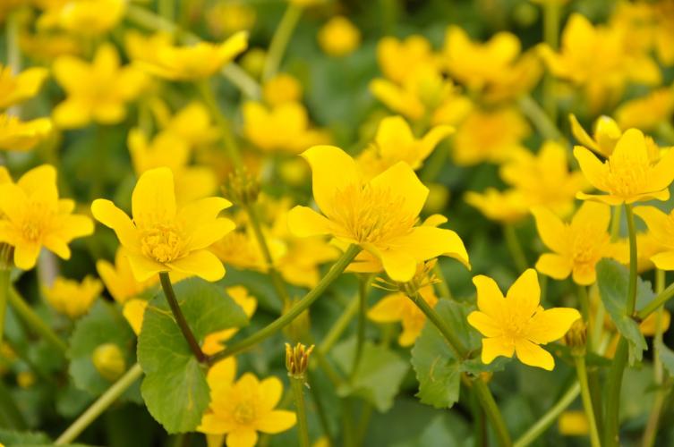 caltha-palustris-sumpf-dotterblume-gelb-p-05-teichrand-164442