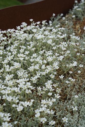 cerastium-tomentosum-filziges-hornkraut-weiss-p-1-164443